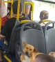 Man Brings Several Dogs onto a Bus