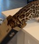 Bengal Kitten Instantly Regrets Going For Cardboard Box