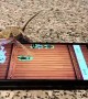Bearded Dragon Becomes a Gamer