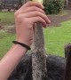 Ostrich Bites the Hand That Feeds It