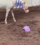 Horse Plays With and Pops an Inflatable Ball