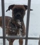 Impatient Boxer Wants To Be Inside