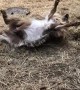 Fainting Goat Falls of Ramp