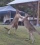 Kangaroo Fight Nearly Injures Sleeping Children