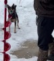 Dog Gets Excited To Go Ice Fishing