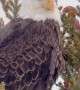 Bald Eagle Perches on Pine Tree in Yellowstone National Park