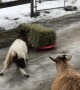 Oreo The Goat Slides Down Driveway