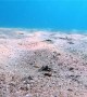 Cute Fish Plays In The Ocean Sand