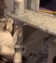 Paralyzed kitty successfully climbs cat tower 