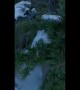Snowboarder unknowingly stumbles upon bear in tree
