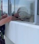 Window Cleaner Stops to Pet Dog on High Rise Building
