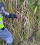 Python Hunting in the Everglades