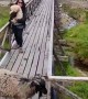 Goat Won't Let Woman Pass