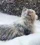 Siberian Husky Lounges on Patio Table During Snowstorm
