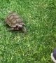 Not All Tortoises Are Friendly