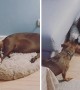 Dachshund pup determined to steal toys from dog