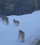 Lynx Family Walks Down Snowy Road