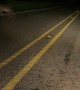Confused Fawn Runs Toward Headlight