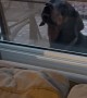 Odd Dog Presses Teeth to Window