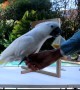 Smudge The Smartest Cockatoo