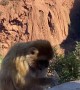 Picky Moroccan Monkeys
