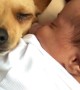 Dog Cuddles With Sleepy Baby