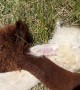 An Adorable Alpaca Snuggle Party