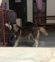 Sneaky Husky Tries To Open Crate