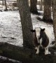 Fainting Goat Is Determined To Succeed