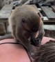 Monkey Jumps on Woman's Back at Monkey Beach