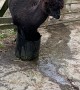 Silly Alpaca Tries to Sit in Small Water Bucket