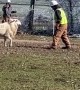 Lineman vs Sheep