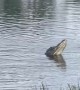 Large Alligators Spotted Near Homes in Sarasota, FL