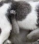 Baby Monkey Clings to Its Adoptive Cat Mother