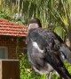 Magpie Barks Like a Dog