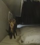 Moose Has A Taste Of Doorbell