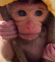 Baby Monkey Sits in Tree With Flower for a Hat