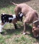 Goat Picked the Wrong Mom