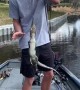 Guy in Florida catches baby alligator while fishing