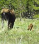 Mama Moose Grazes With Her Newborn Calf