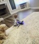 Toddler Spins Around on Hoverboard