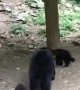 Attempted Bear Cub Rescue