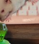 Albino Pet Rat Cleans off Paws on Keyboard