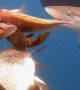 Shark Swiping His Portion of the Catch