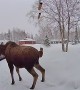 Moose Relieves Himself On Front Stoop