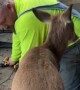 Deer Won't Let Husband Work