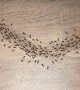Busy Ants Form Black Line in Traveller's Room