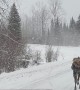 Young Moose Stops Traffic on Snowy Road