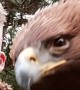 Golden Eagle Calls to the Camera