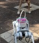 Dog Barks at 4-Legged Robot